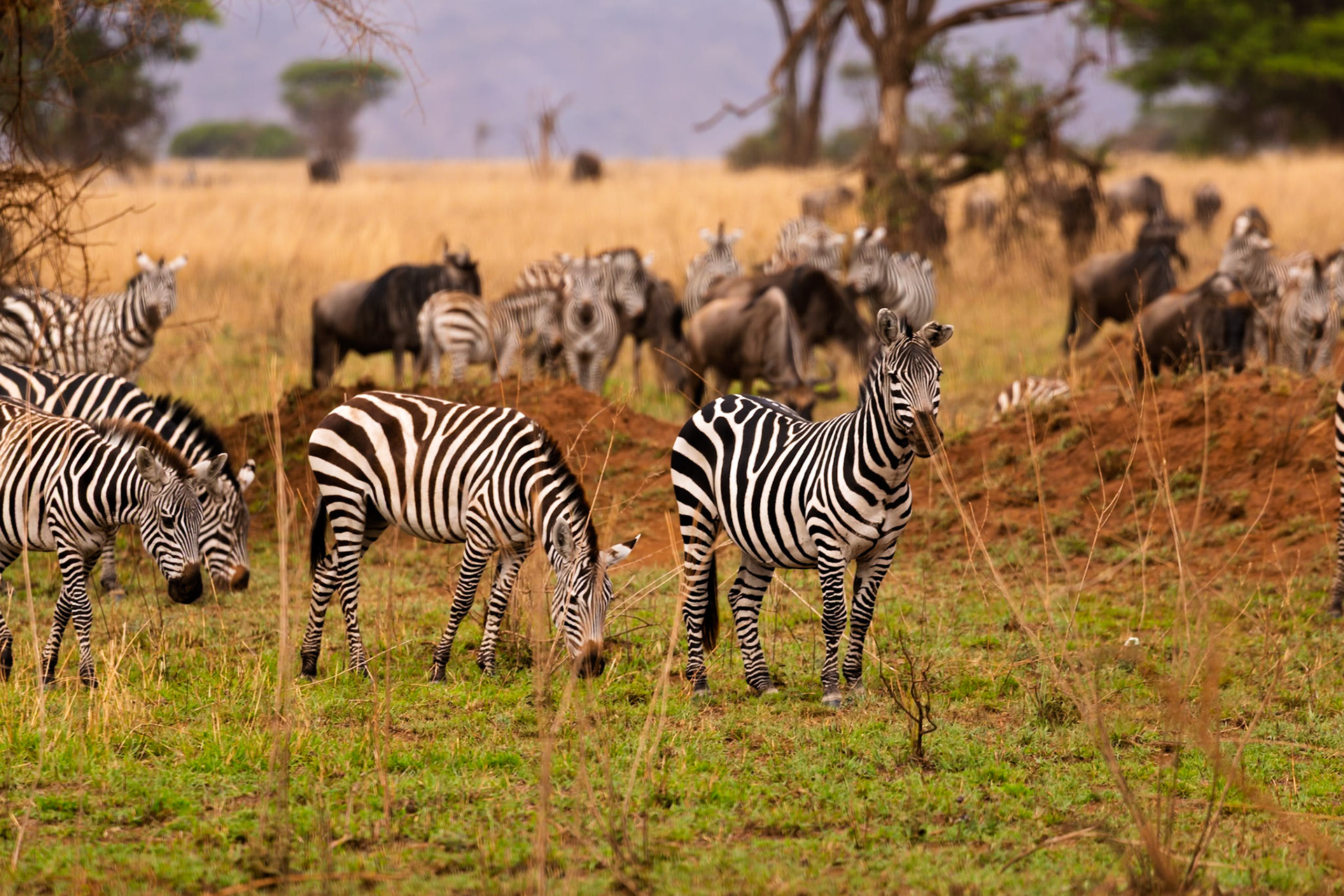 Zebras and wildebeest graze together in Serengeti National Park, Tanzania, showcasing their symbiotic relationship.