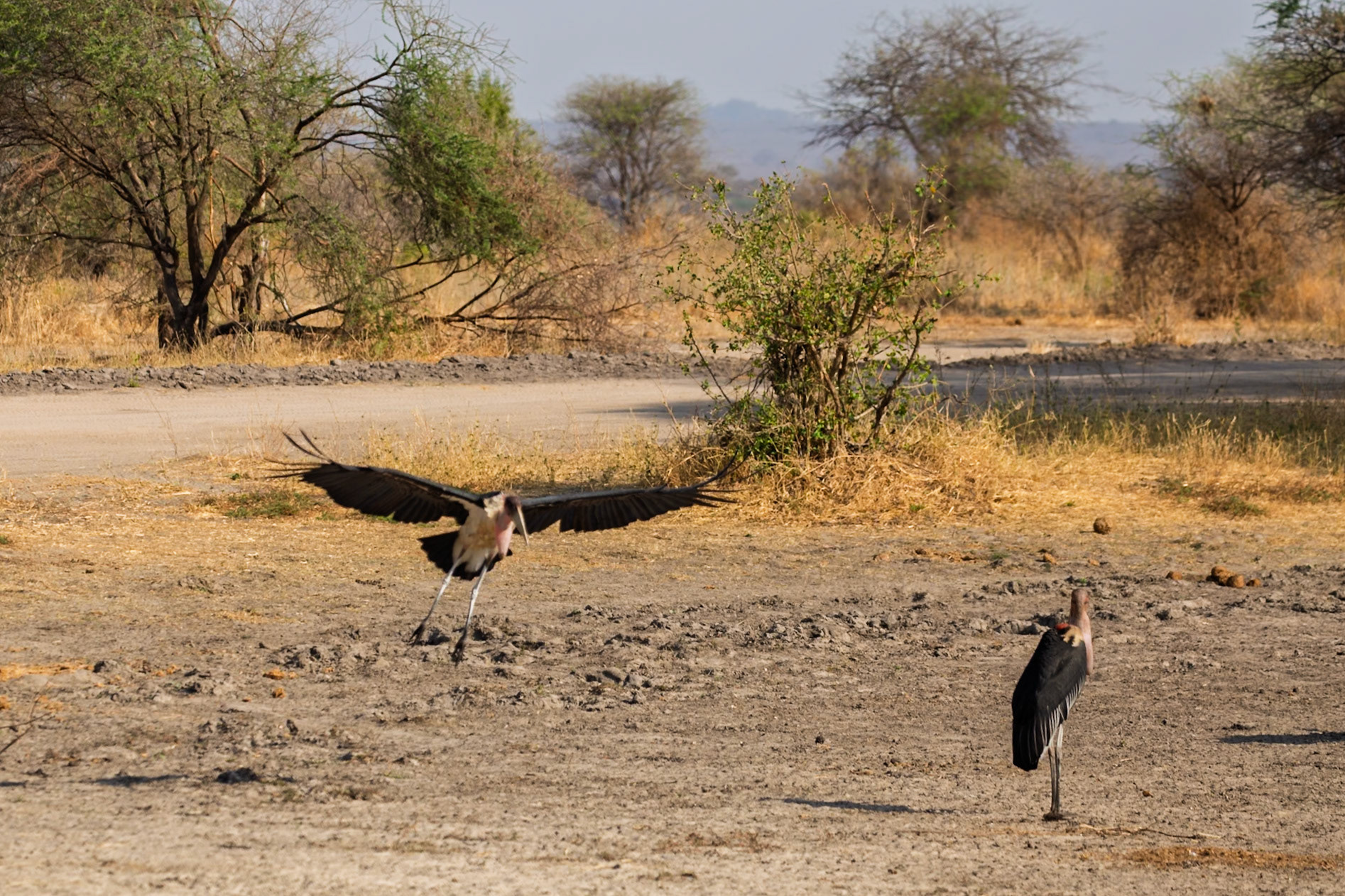 A Marabou Stork takes flight in Tanzania's Tarangire National Park, while another stands nearby.
