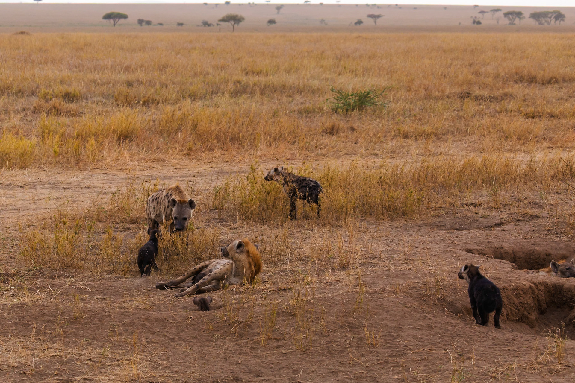 A clan of spotted hyenas and their cubs are seen socializing near their den in Serengeti National Park, Tanzania.