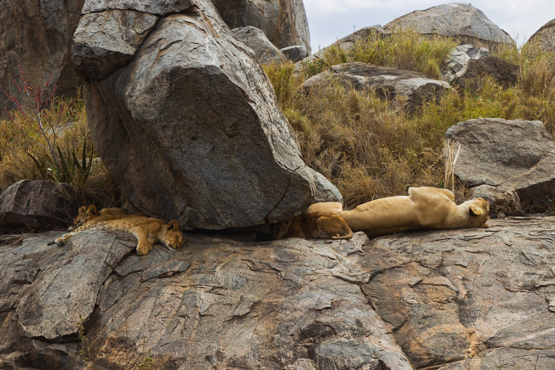 A lioness and her cubs rest on rocks in Serengeti National Park, Tanzania, seeking shade and respite from the African sun.