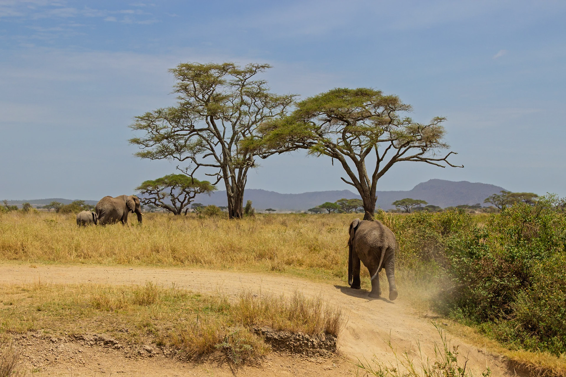 Elephants cross a dirt road in Tanzania's Serengeti National Park, kicking up dust as they go.