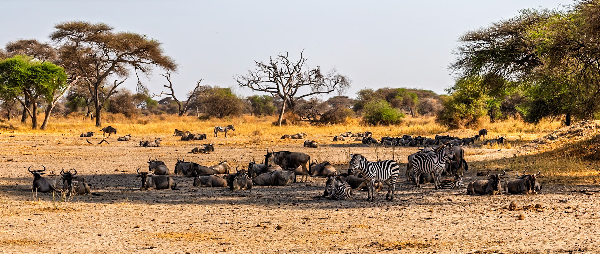 Wildebeest and zebra rest together in Tarangire National Park, Tanzania, seeking shade from the sun.