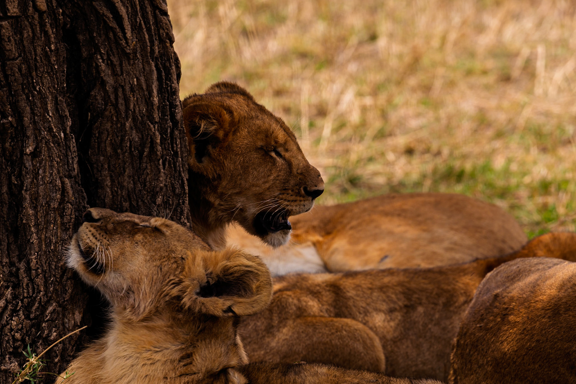 Lions rest by a tree in Tanzania's Serengeti National Park, seeking shade and conserving energy during the heat of the day.