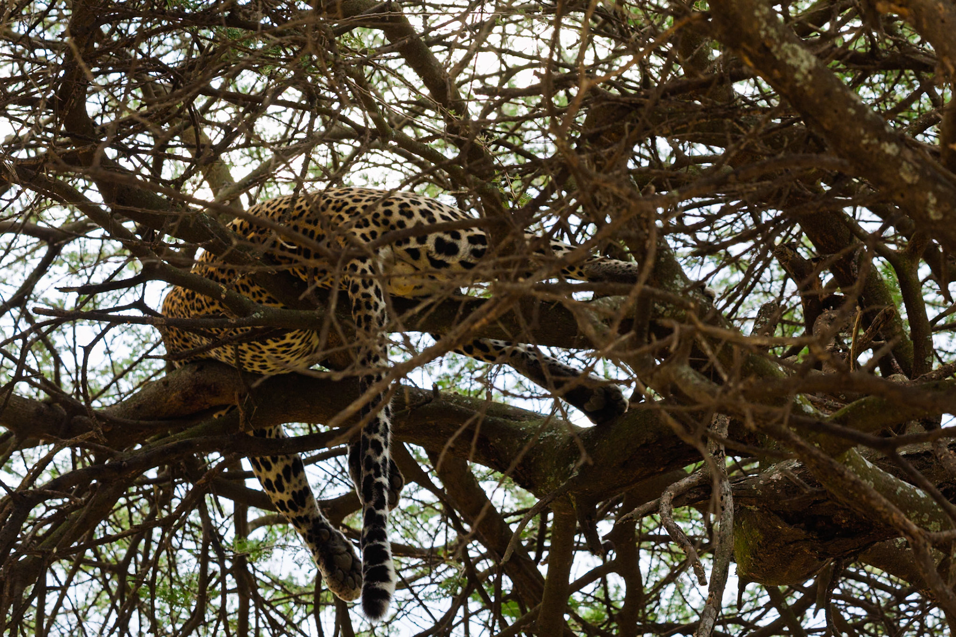 A leopard lounges in a tree in Tanzania's Serengeti National Park, seeking shade and a vantage point for spotting prey.