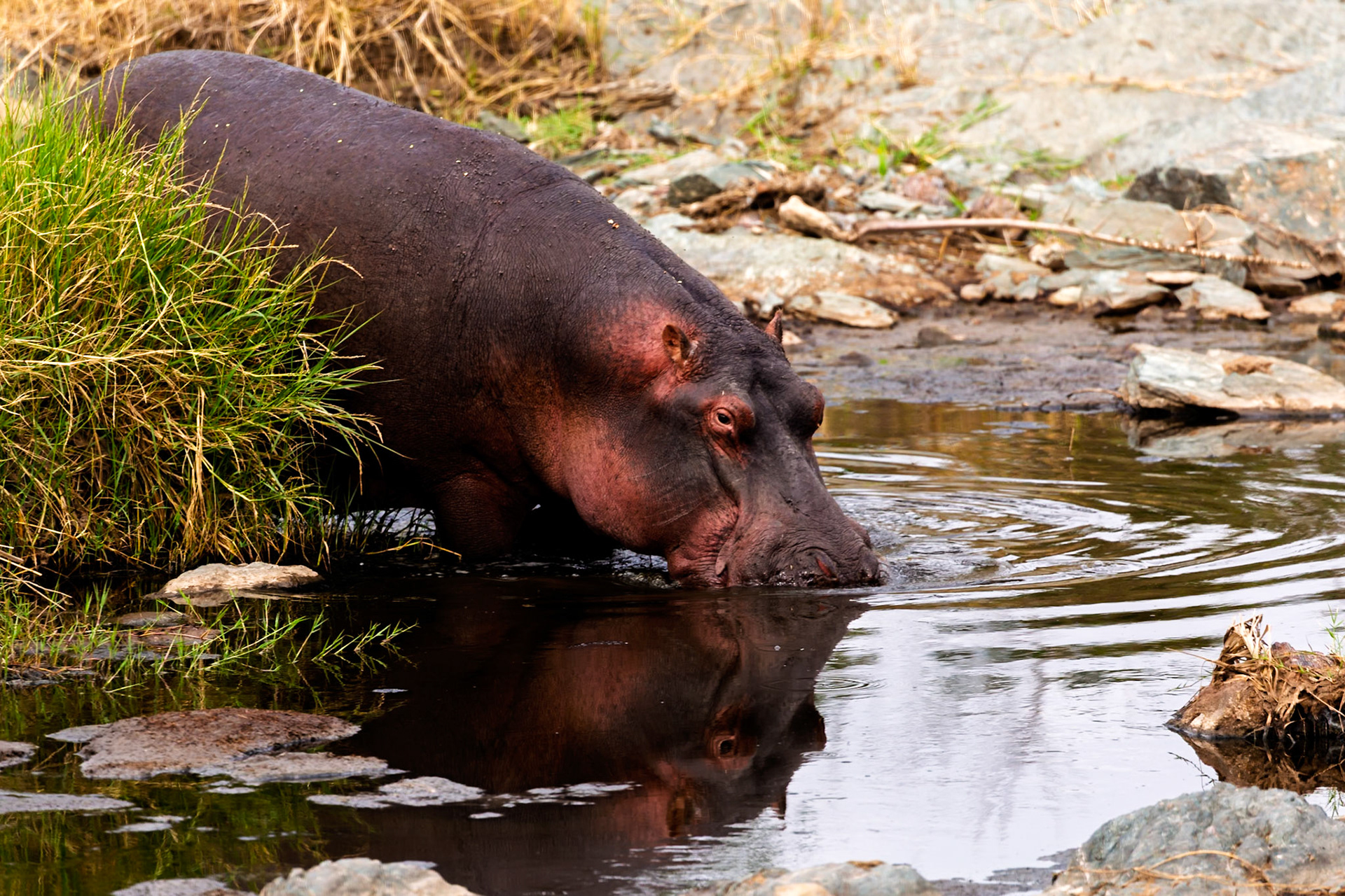 A hippo cools off in a watering hole in Tanzania's Serengeti National Park. They do this to keep their skin from drying out.