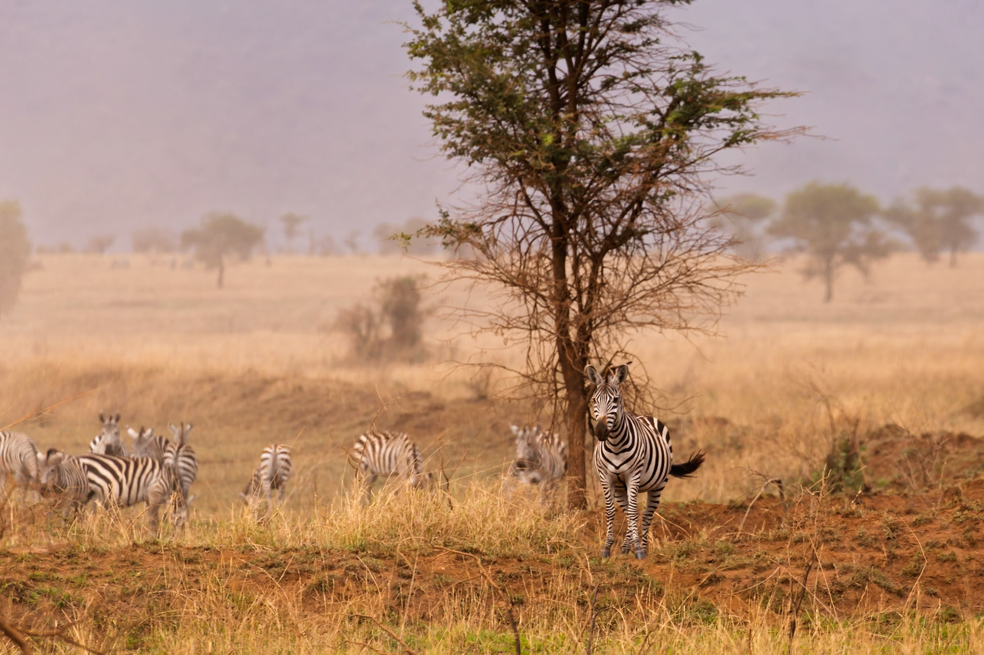 A dazzle of zebras graze in Serengeti National Park, Tanzania. They are eating grass to survive.