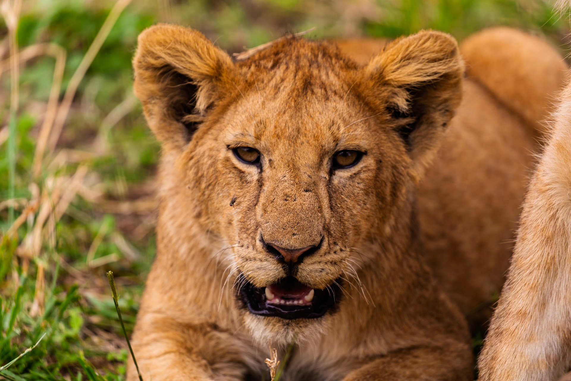 A lion cub rests in Serengeti National Park, Tanzania. The cub is panting, likely after playing or exploring.