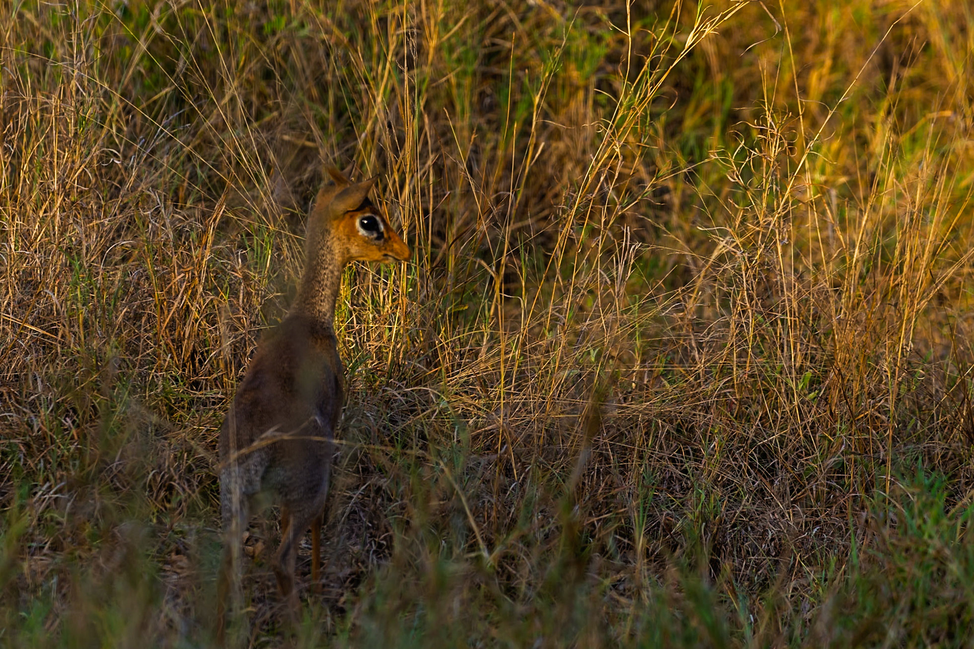 A Dik-dik hides in the tall grass of Tanzania's Serengeti National Park, blending in with its surroundings for protection.