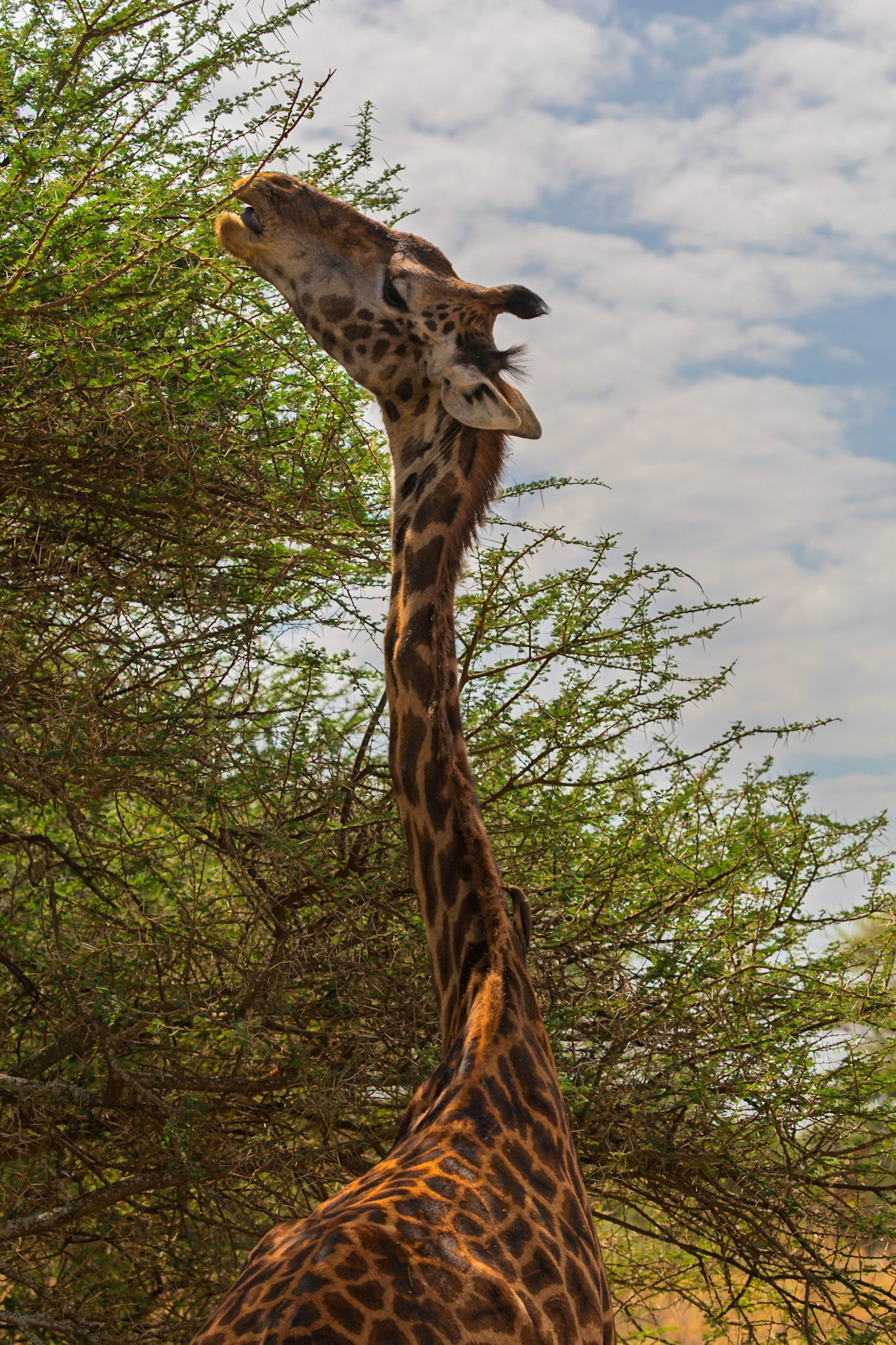A giraffe eats from a tree in Serengeti National Park, Tanzania. It stretches its neck to reach the highest leaves.