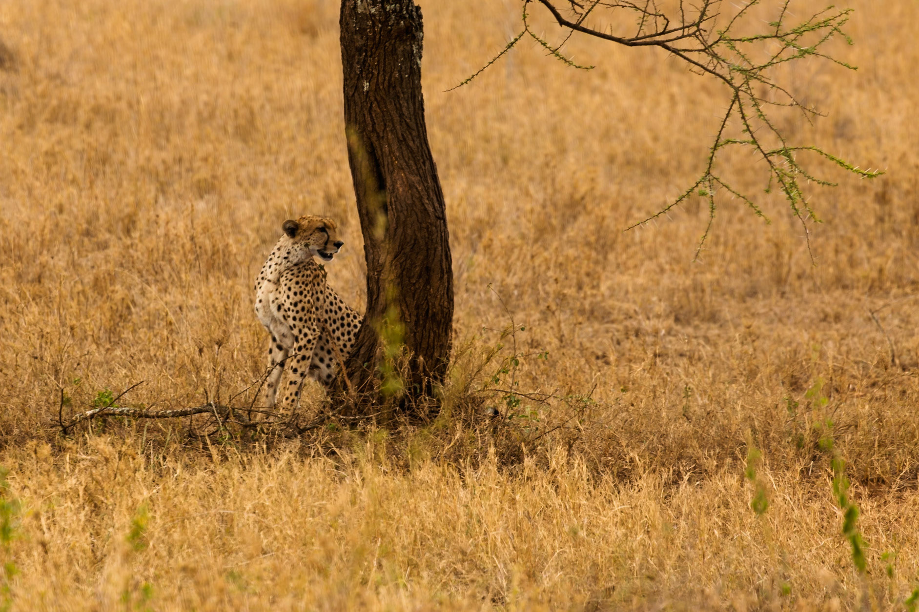 A cheetah marks its territory on a tree in Serengeti National Park, Tanzania. The tall grass provides excellent camouflage.