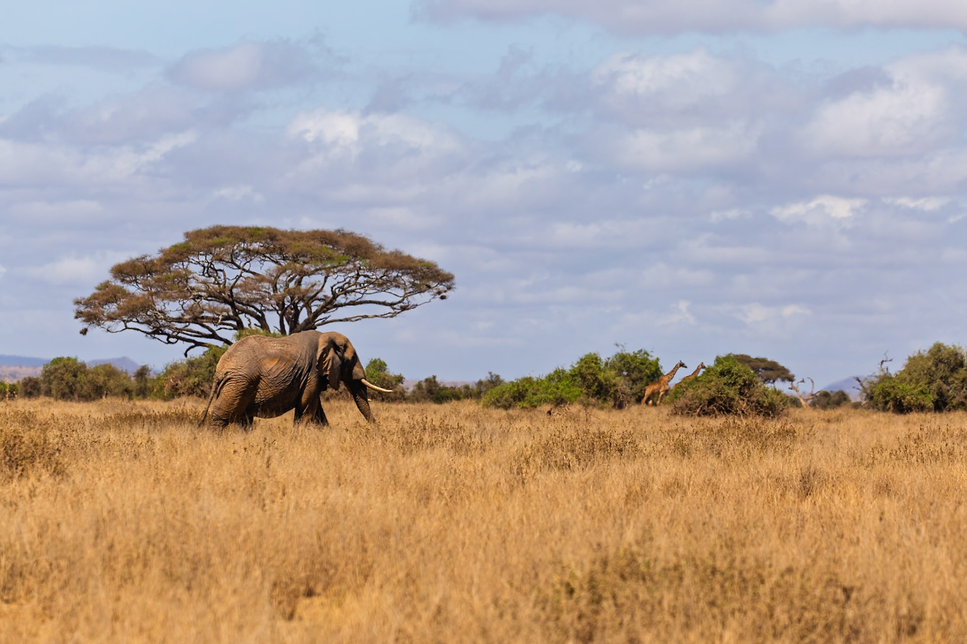 An elephant grazes in Amboseli National Park, Kenya, with giraffes in the background.