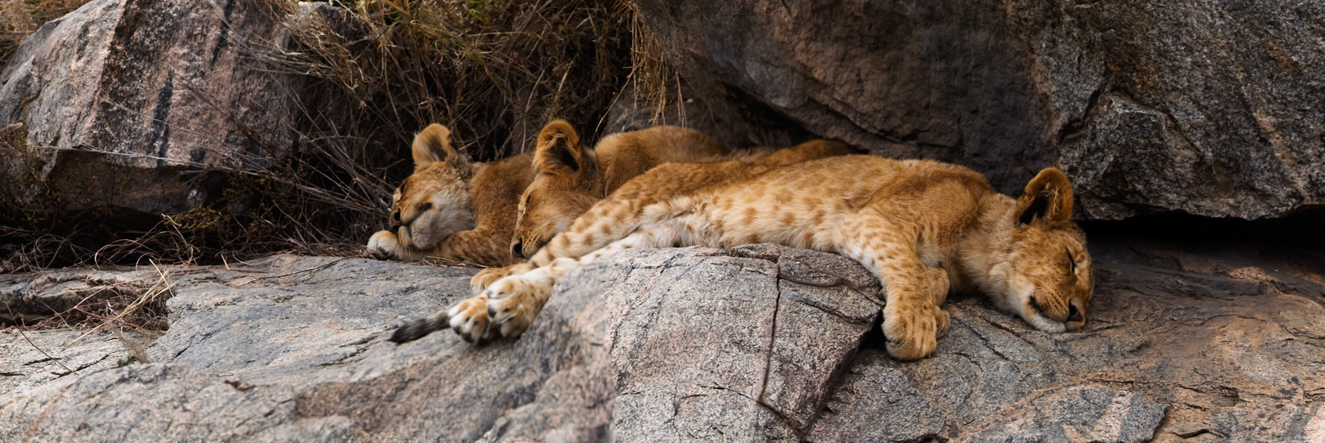 Lion cubs nap on rocks in Tanzania's Serengeti National Park. The cubs are resting, likely after playing or exploring their surroundings.