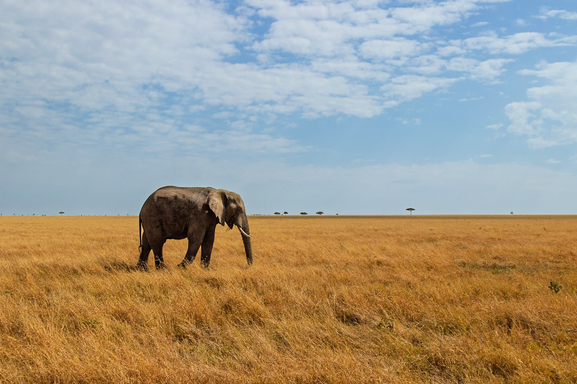 An elephant grazes in the Serengeti National Park, Tanzania, seeking food and water in its natural habitat.