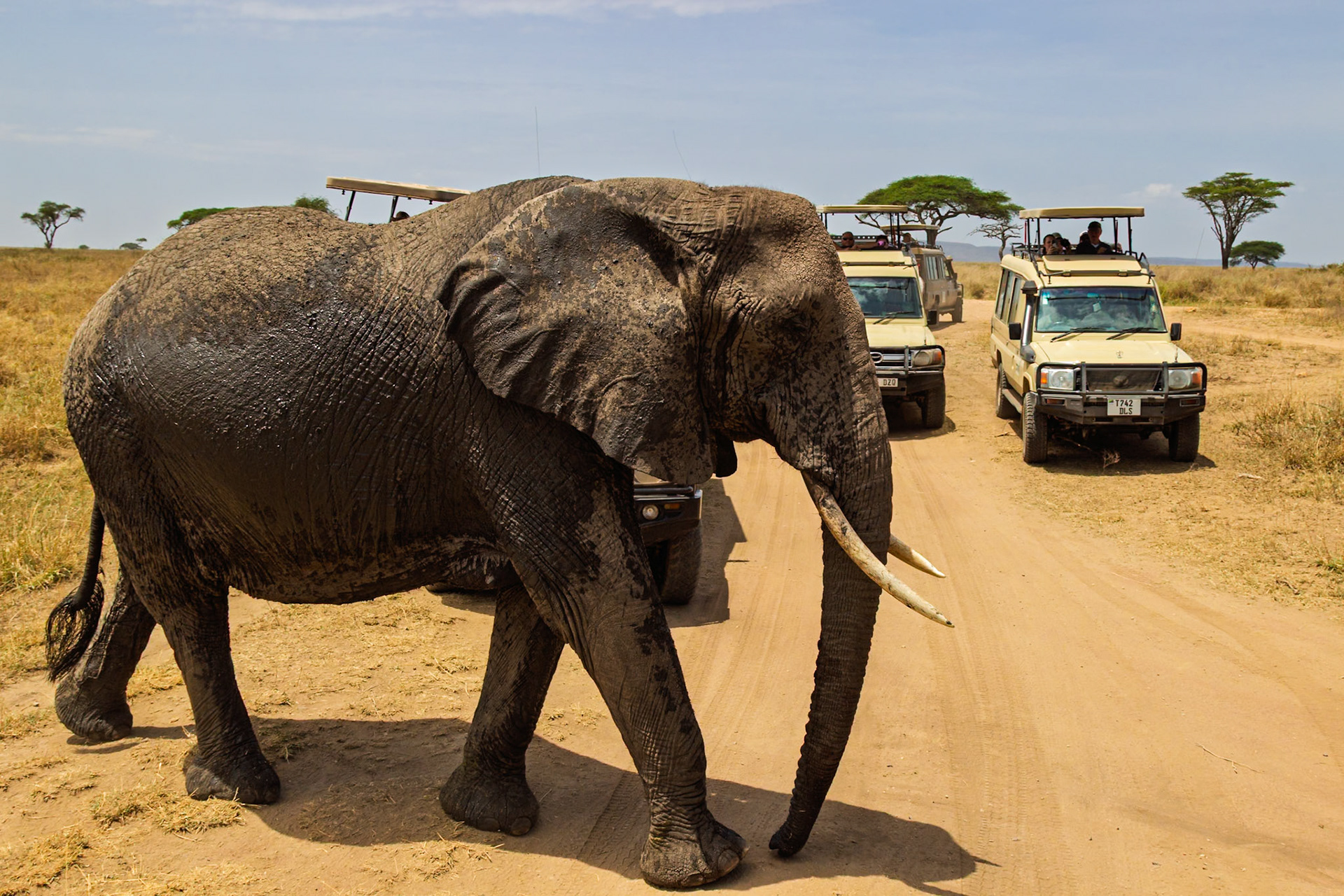 Tourists in safari vehicles watch an elephant cross the road in Serengeti National Park, Tanzania.