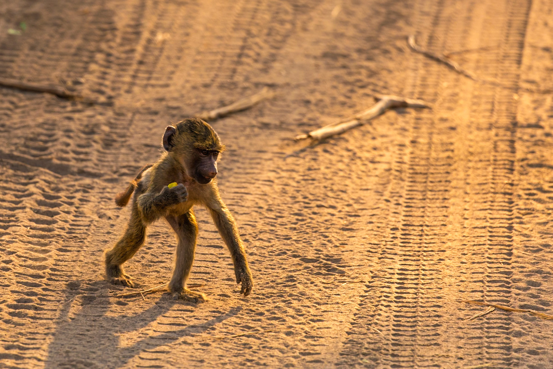 A baby baboon forages for food in Tarangire National Park, Tanzania. The young monkey is seen walking along a sandy path.