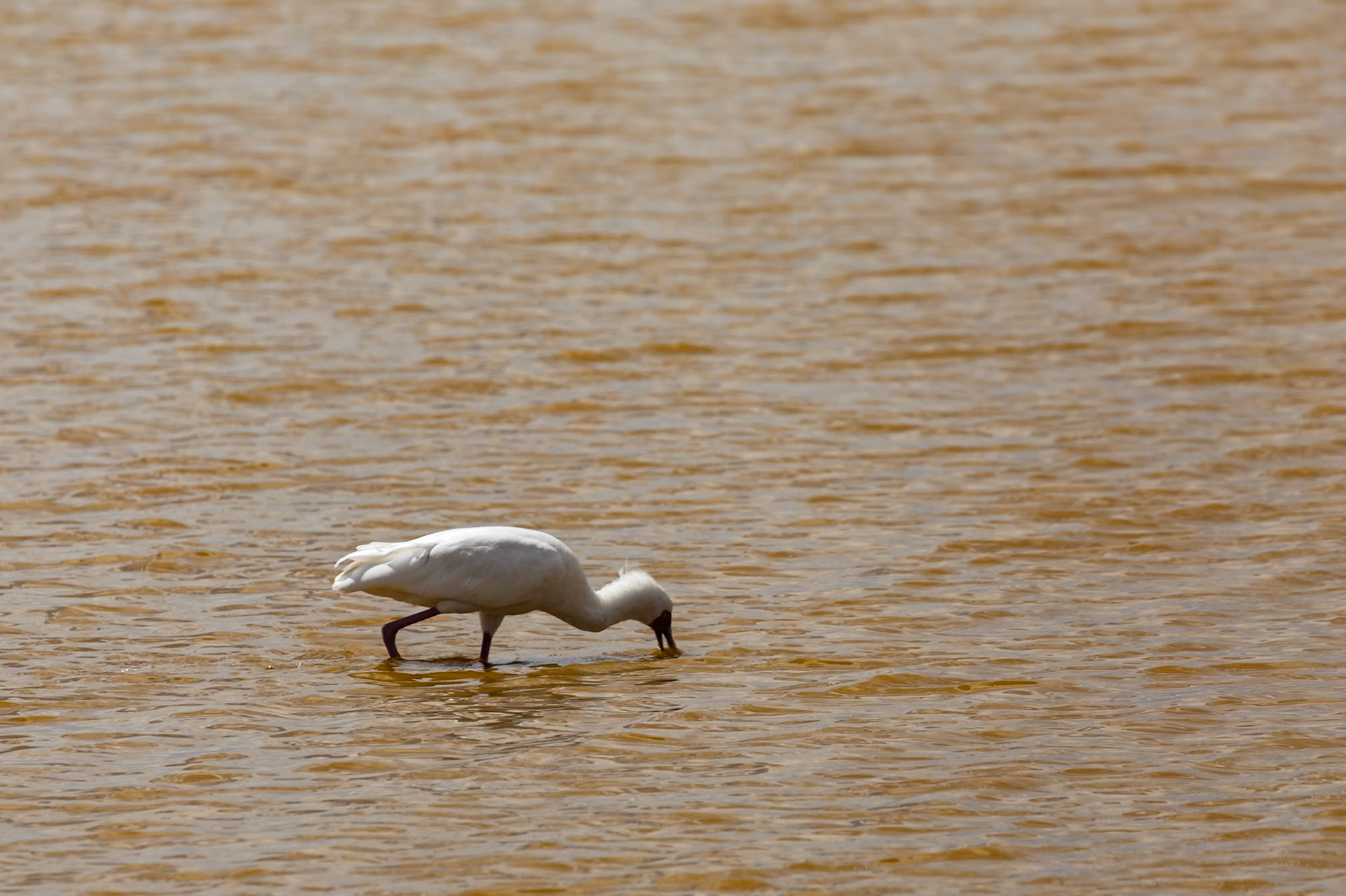 A spoonbill wades in Amboseli National Park, Kenya. It's searching for food in the water.