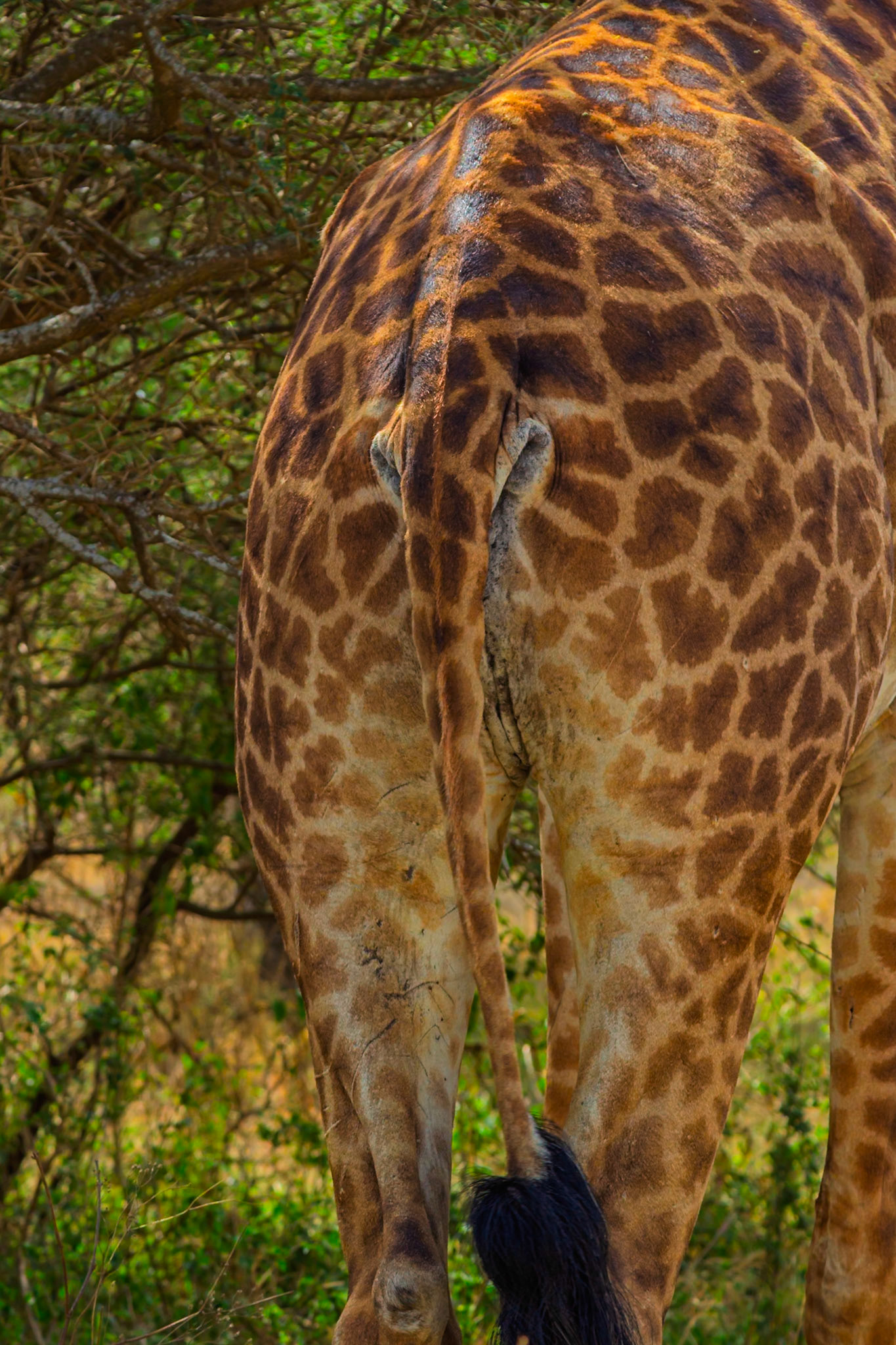 A giraffe in Tanzania's Serengeti National Park is seen from behind, showcasing its unique spotted pattern and tail.