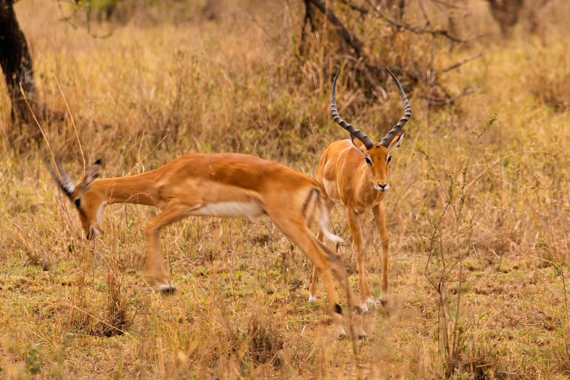 Two Impala are in Serengeti National Park, Tanzania. One is leaping, while the other stands alert, showcasing their agility.