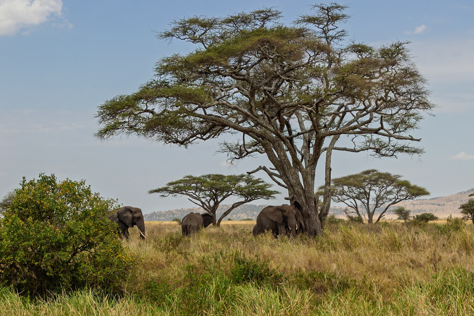 Elephants seek shade under a large tree in Tanzania's Serengeti National Park, escaping the sun's heat.