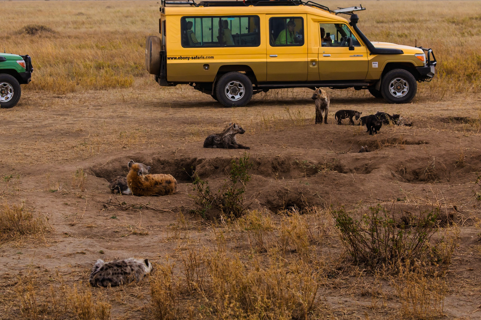 Tourists in Serengeti National Park, Tanzania, observe a clan of hyenas and their cubs near their den, offering a glimpse into their social lives.