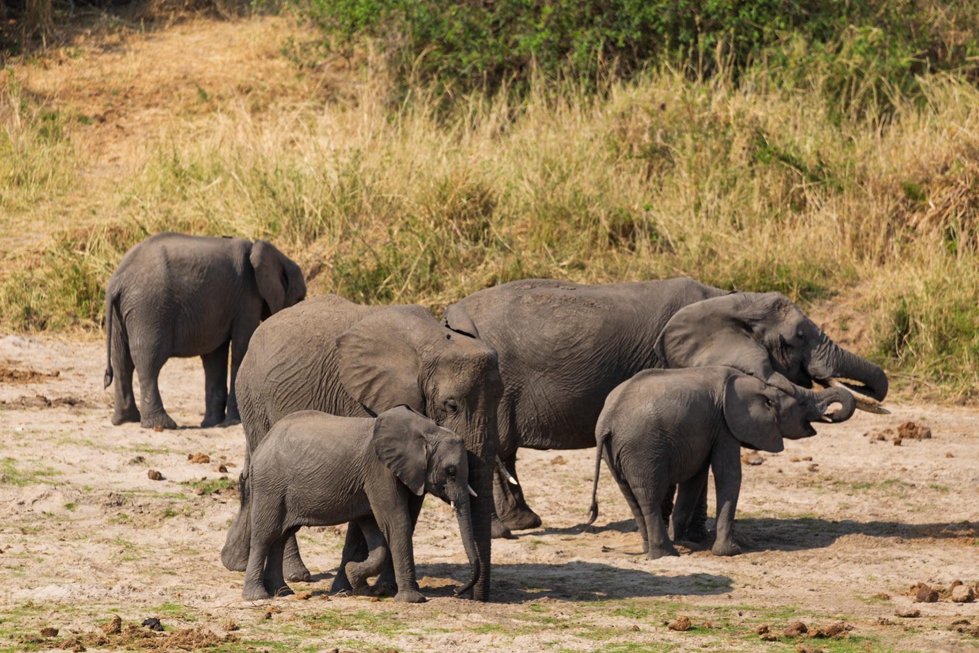 A family of elephants, including several calves, moves through the dry landscape of Tarangire National Park, Tanzania, foraging for food.