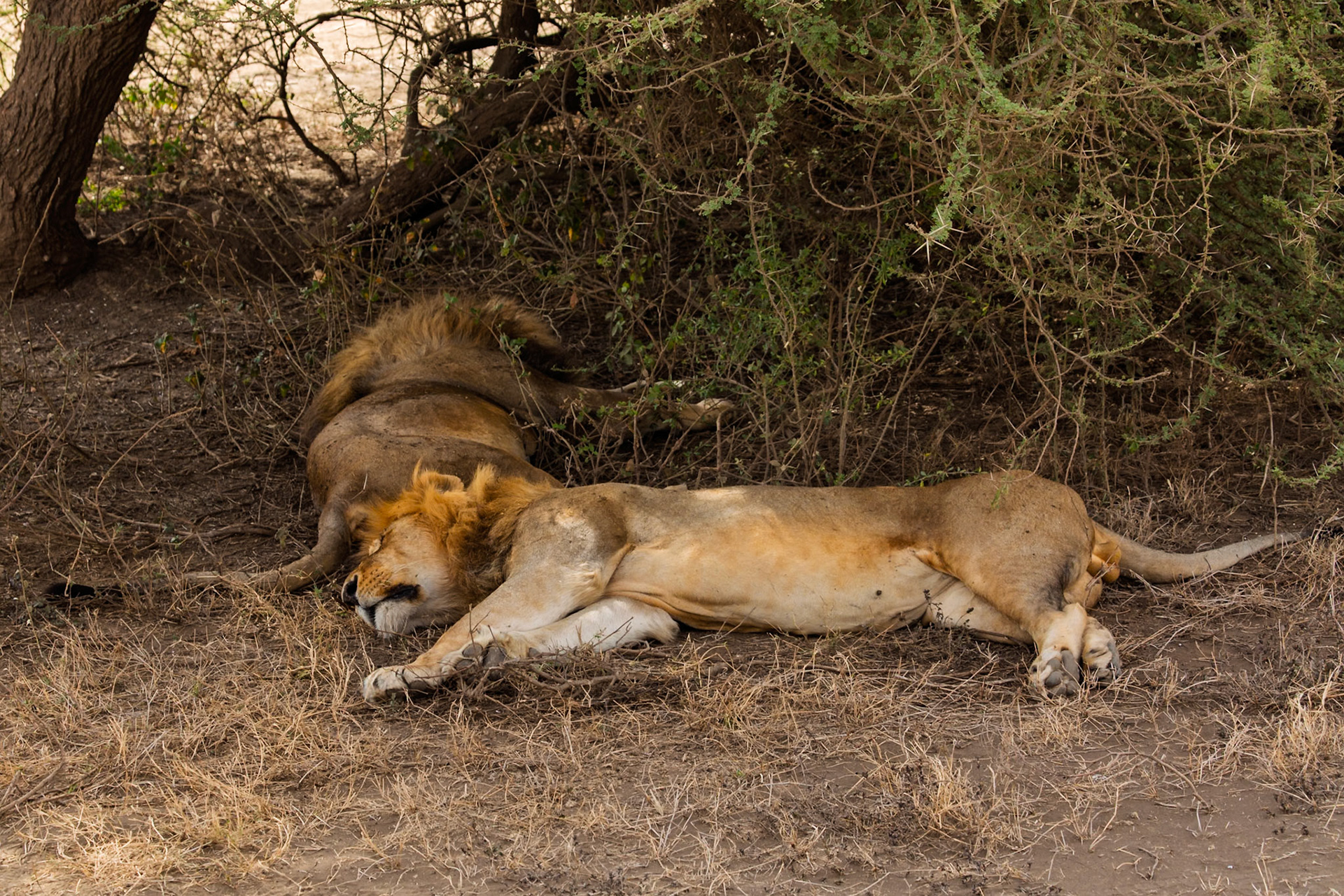 Two male lions rest in the shade in Serengeti National Park, Tanzania, seeking respite from the heat.