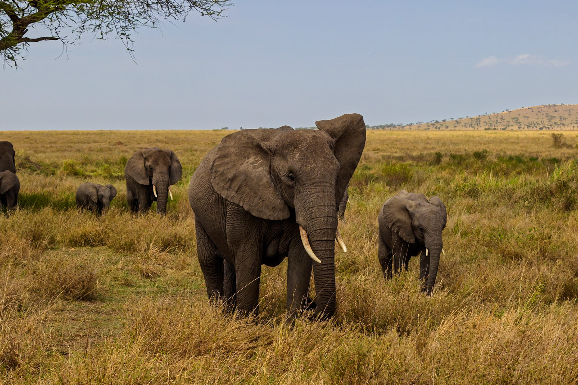 A family of elephants, including a baby, are walking through the tall grass in Serengeti National Park, Tanzania.