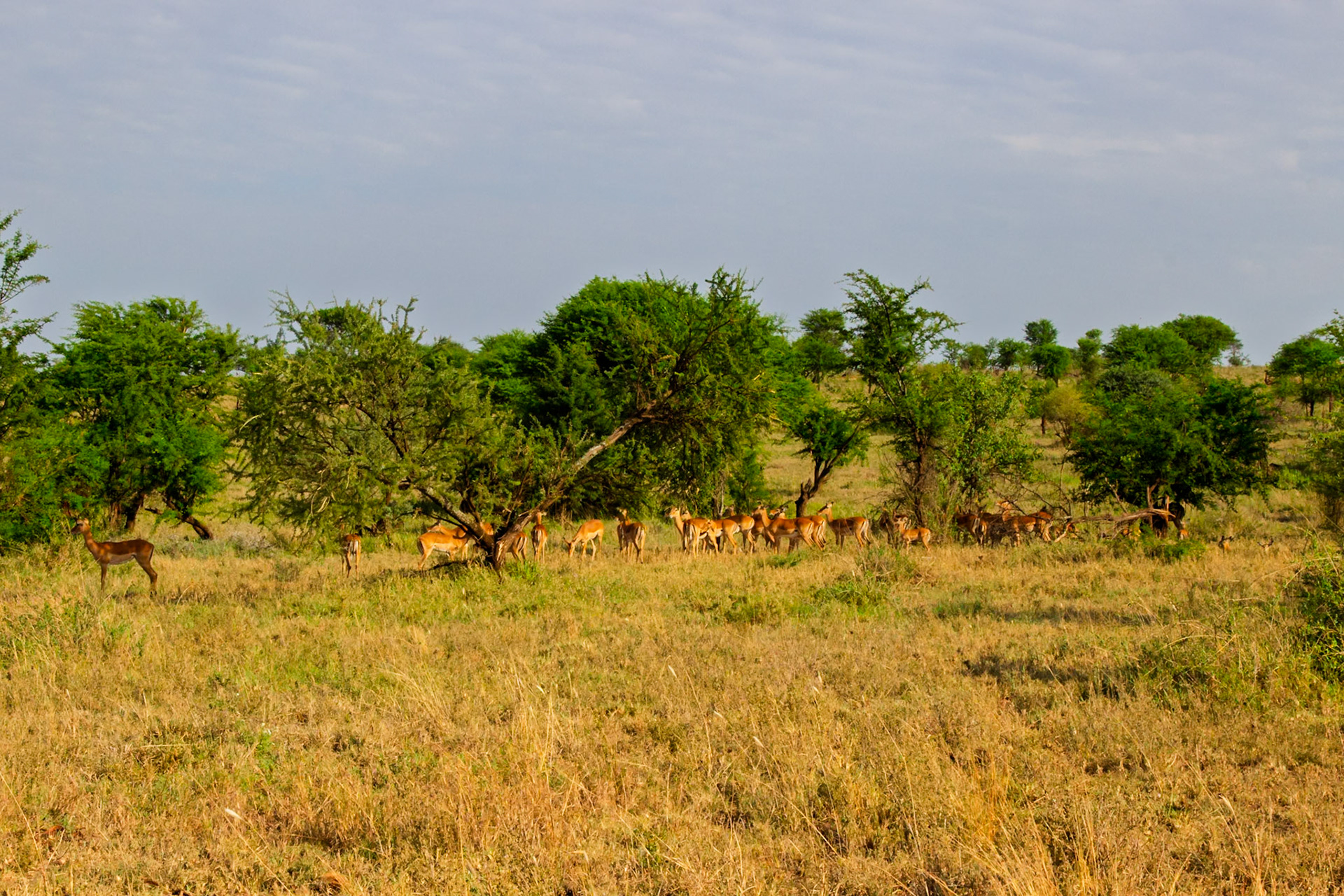 A herd of Impala graze in Serengeti National Park, Tanzania, seeking food and safety in numbers.