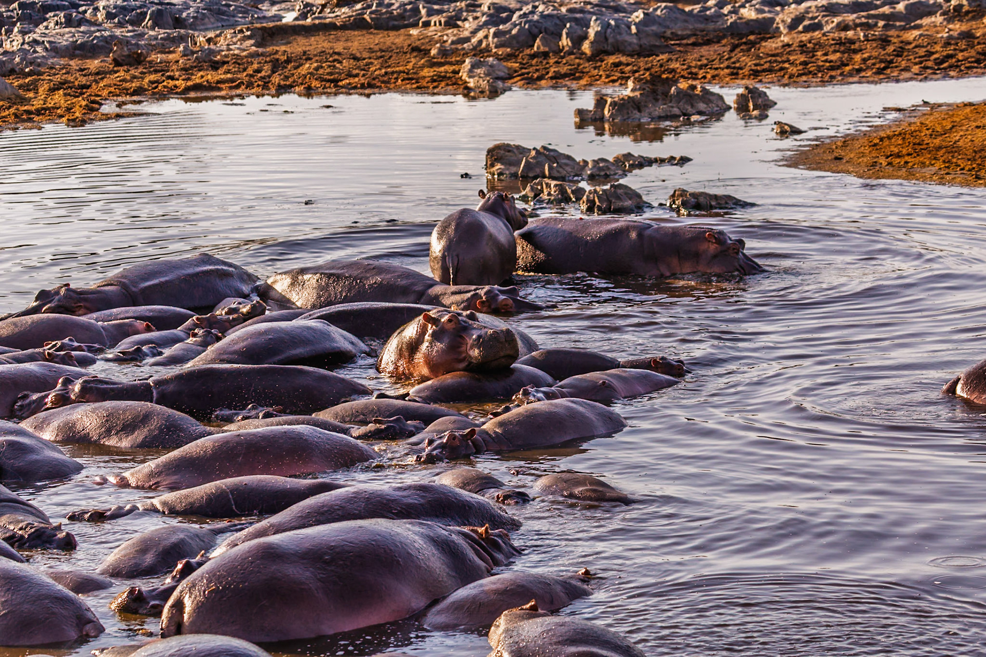 A bloat of hippos cools off in a watering hole in Tanzania's Serengeti National Park. They stay in the water to keep their skin from drying.