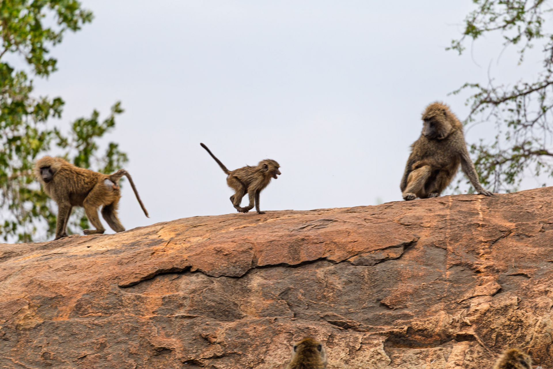 Baboons are seen on a rock formation in Tanzania's Serengeti National Park. They are likely foraging or socializing.