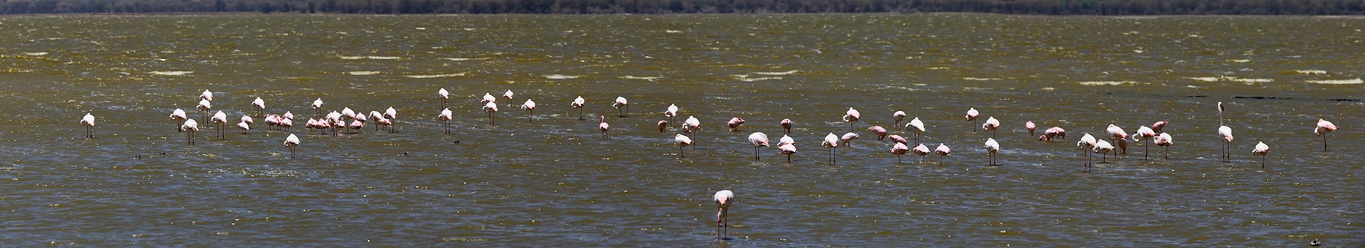 Ngorongoro Crater, Tanzania - September 23th 2025: Flamingos stand in the shallow waters of the lake, resting and feeding.