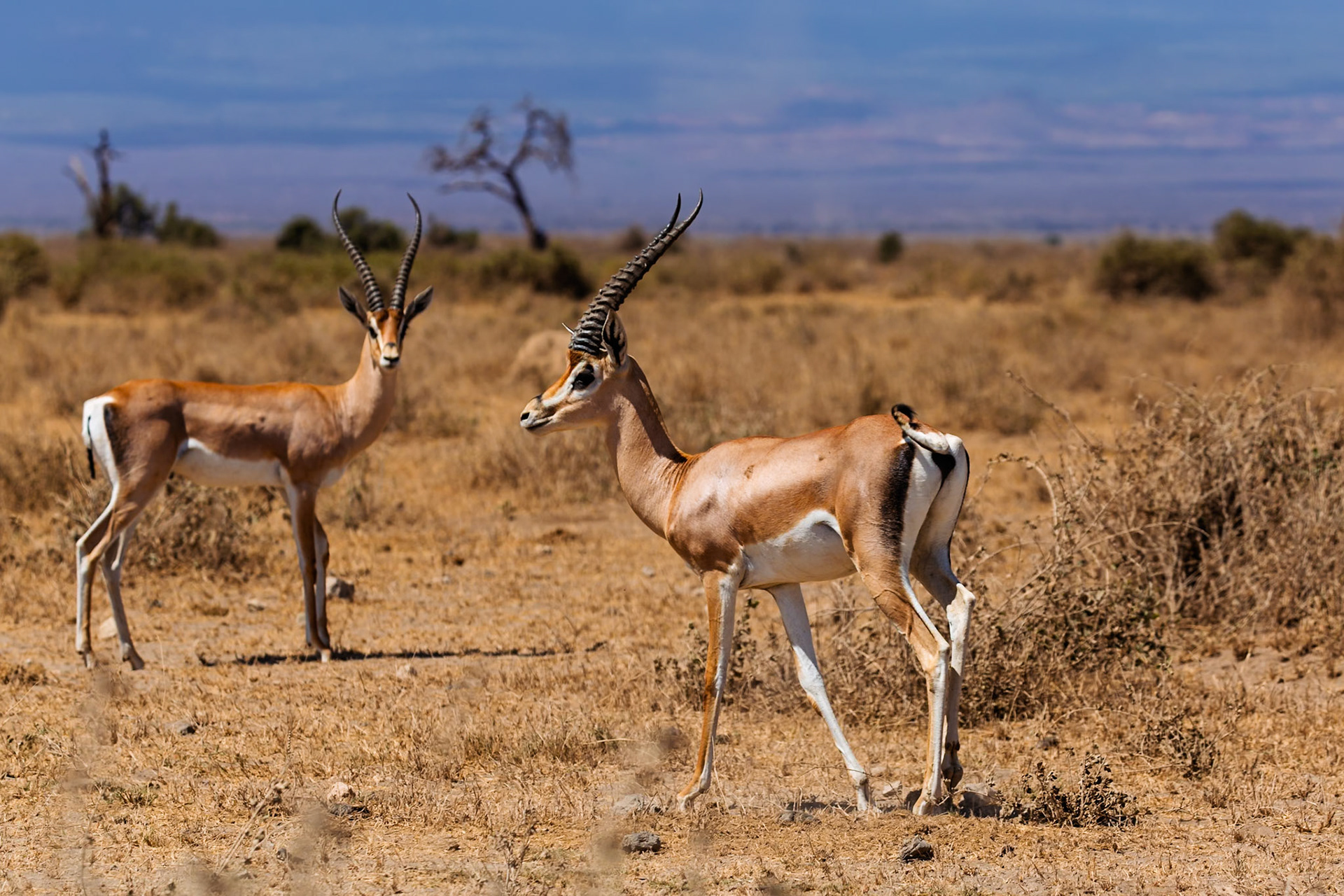 Two Grant's gazelles stand alert in Amboseli National Park, Kenya, showcasing their horns and graceful build in their natural habitat.