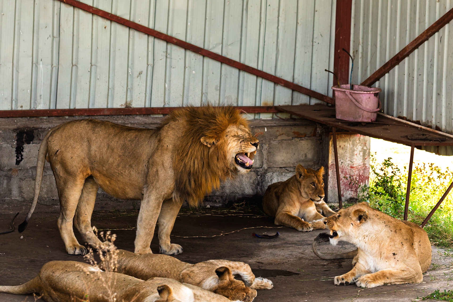 A pride of lions rests in Serengeti National Park, Tanzania. The male roars, while the females and cubs relax nearby.