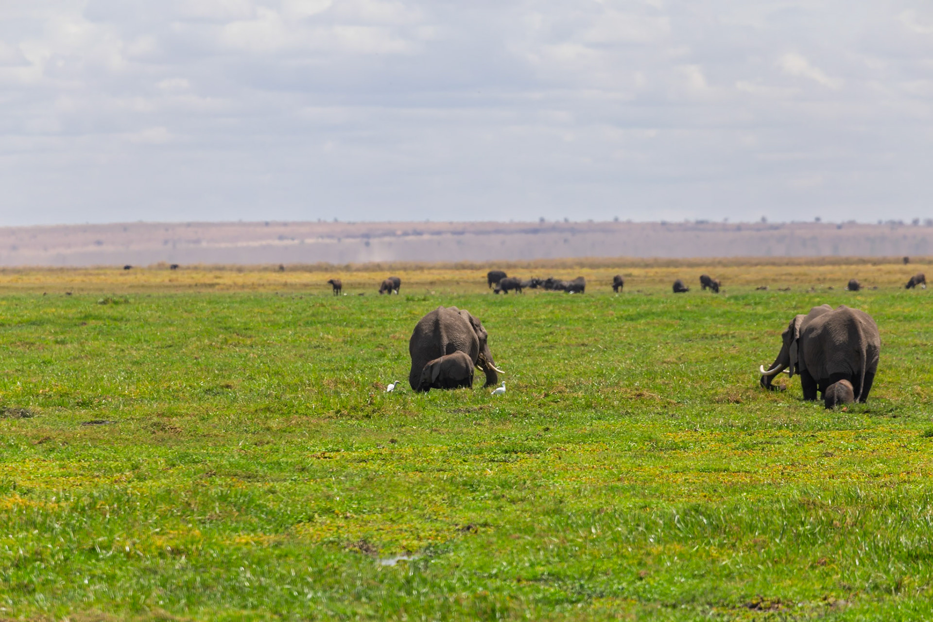Elephants graze with their young in Amboseli National Park, Kenya, showcasing the park's rich wildlife and lush landscapes.