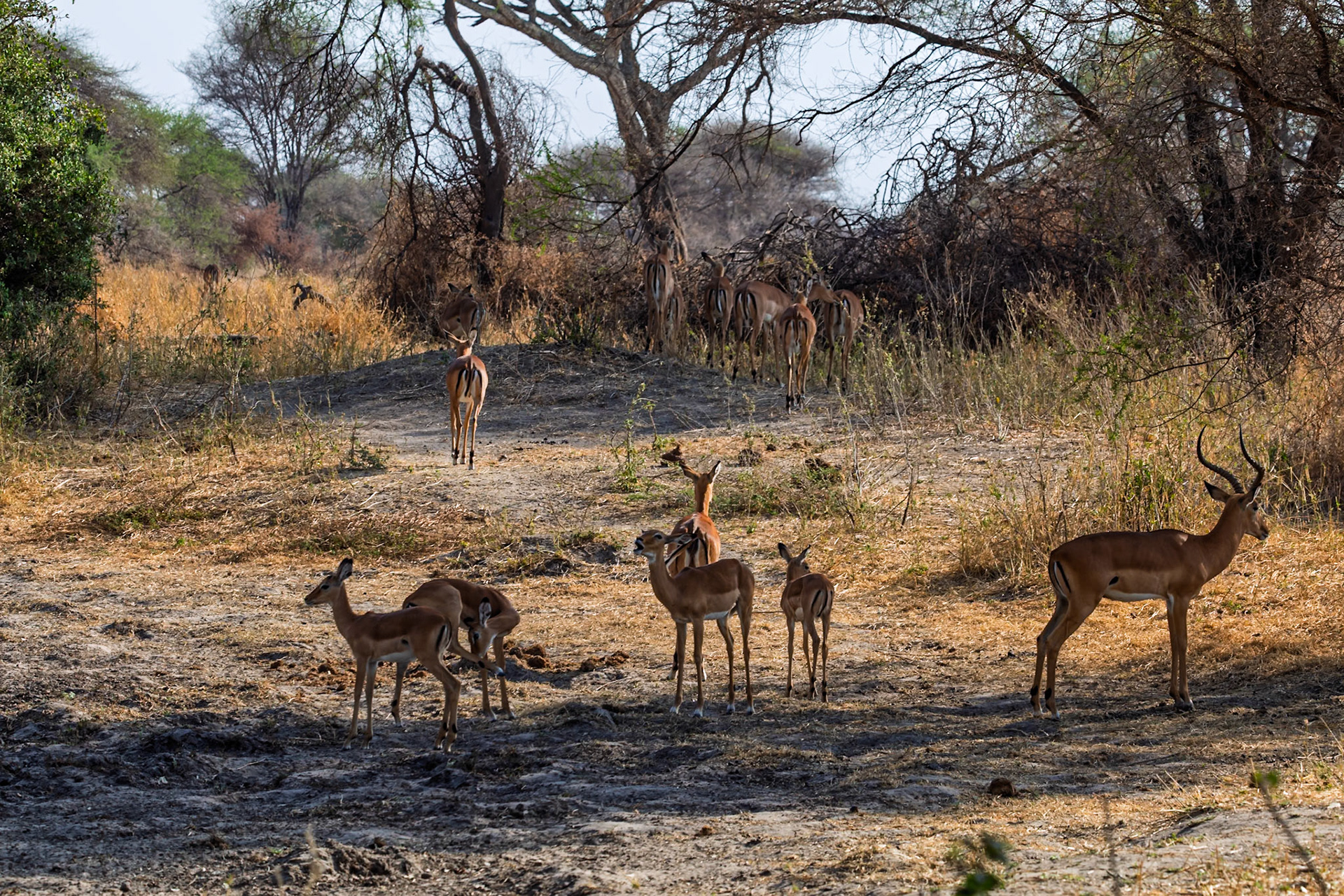 A dazzle of Impala graze in Tarangire National Park, Tanzania. They are eating and staying close to the trees for shade.