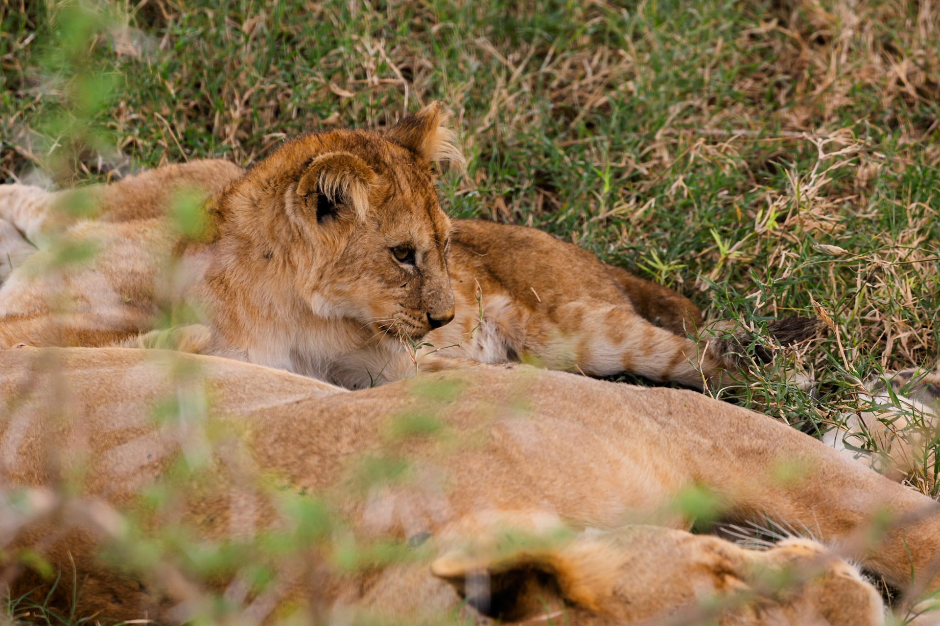 A lion cub rests on its mother in Serengeti National Park, Tanzania. The cub looks alert while the mother sleeps.