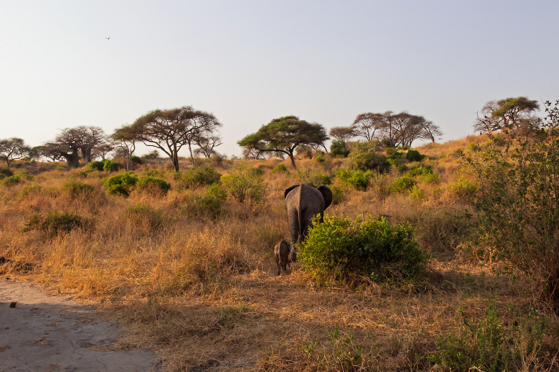 An elephant mother and calf walk through the dry savanna of Tarangire National Park, Tanzania, likely seeking food or water.