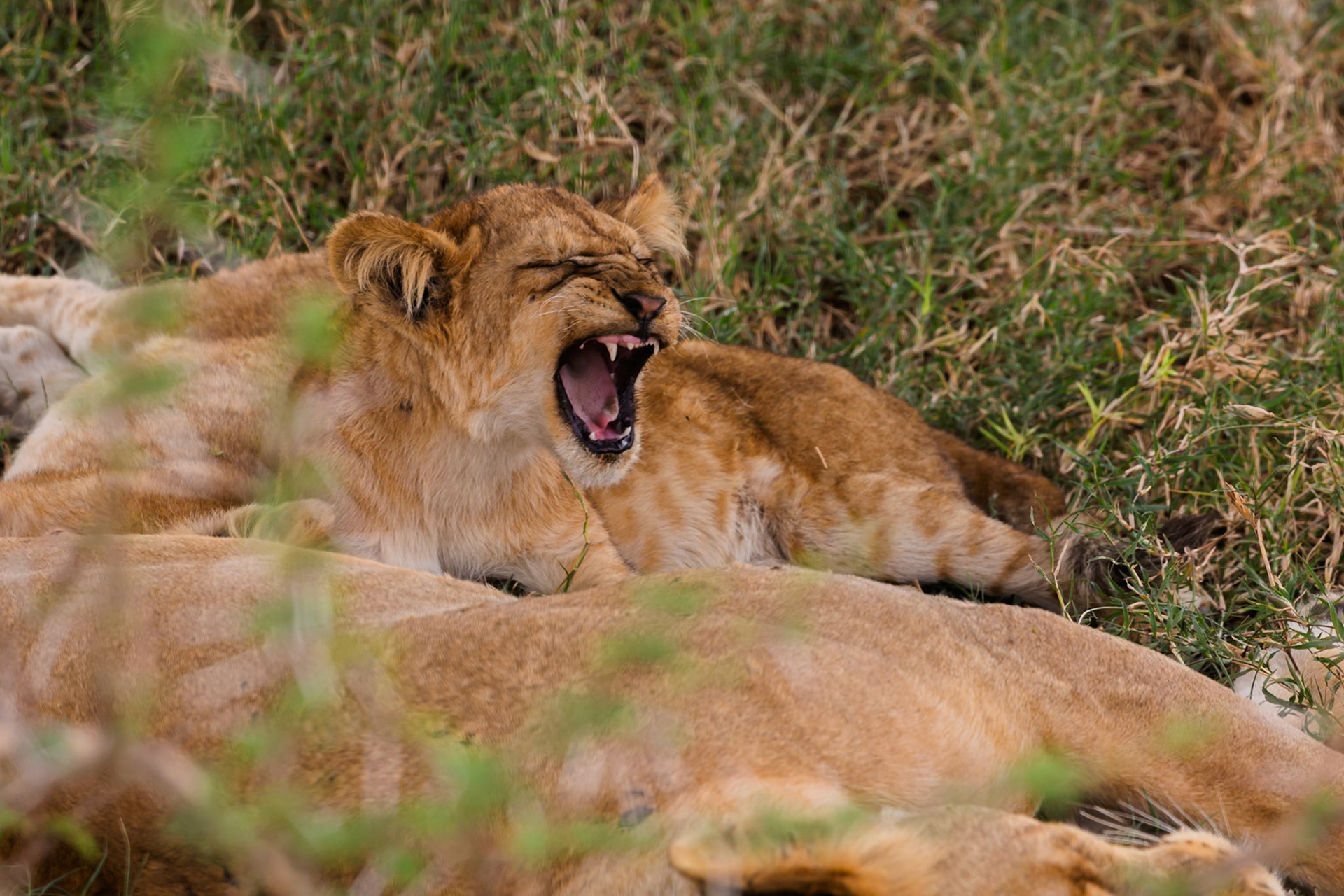 A lion cub yawns while resting with its pride in Serengeti National Park, Tanzania.