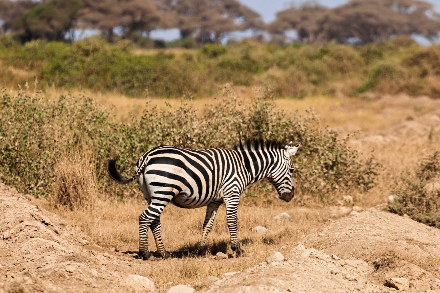 A zebra grazes in Amboseli National Park, Kenya. It's foraging for food in the dry, grassy landscape.