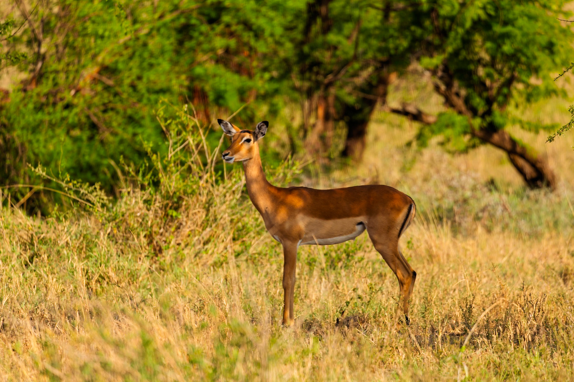 An Impala stands alert in the Serengeti National Park, Tanzania, showcasing its natural habitat and graceful presence.