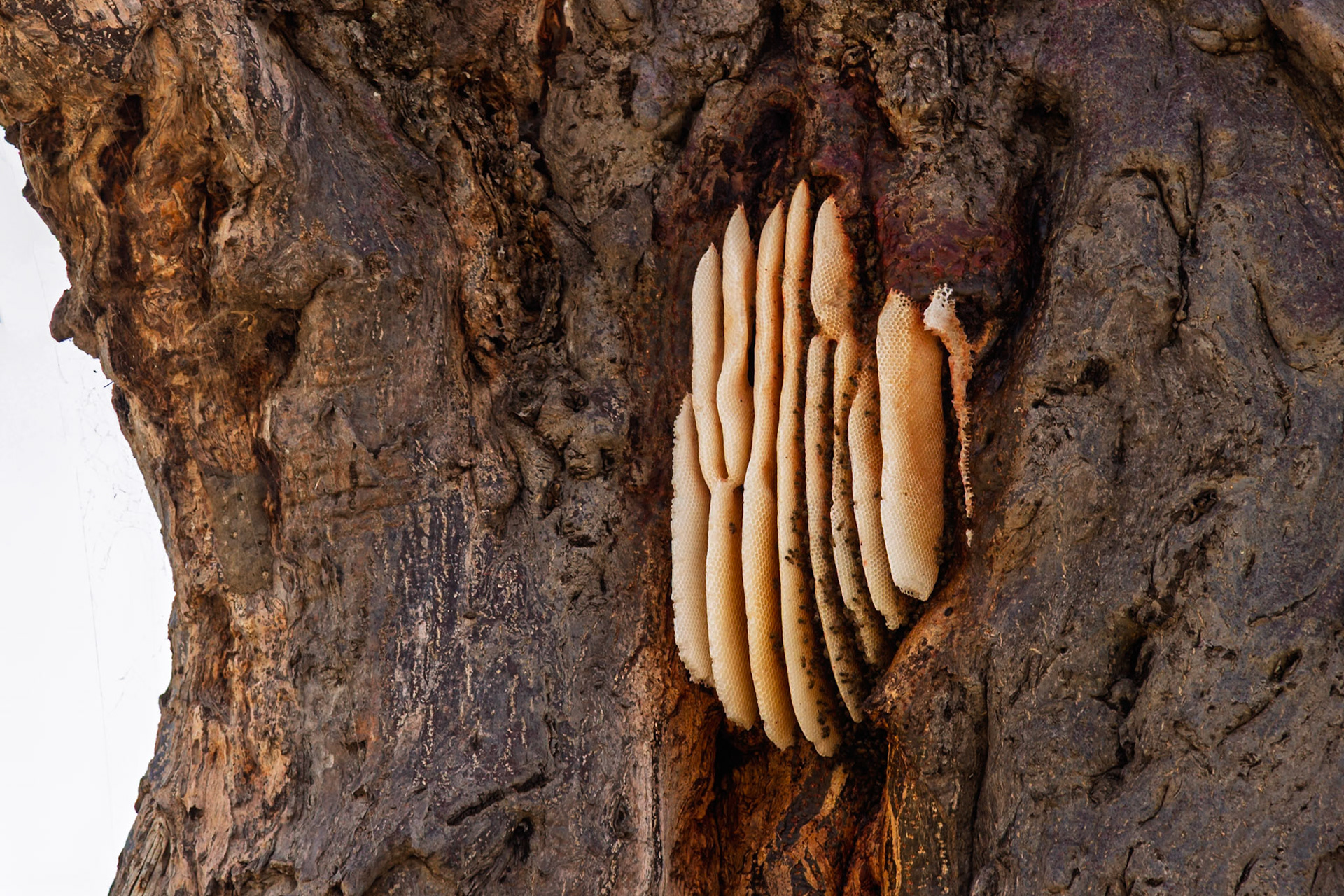 A bee colony thrives in a tree hollow in Tanzania's Tarangire National Park, showcasing nature's resilience.
