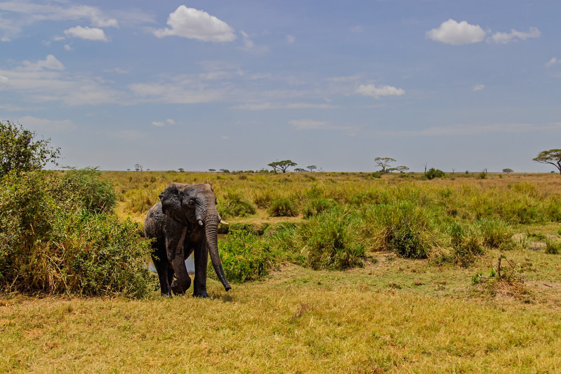 An elephant emerges from a watering hole in Tanzania's Serengeti National Park, likely cooling off from the heat.