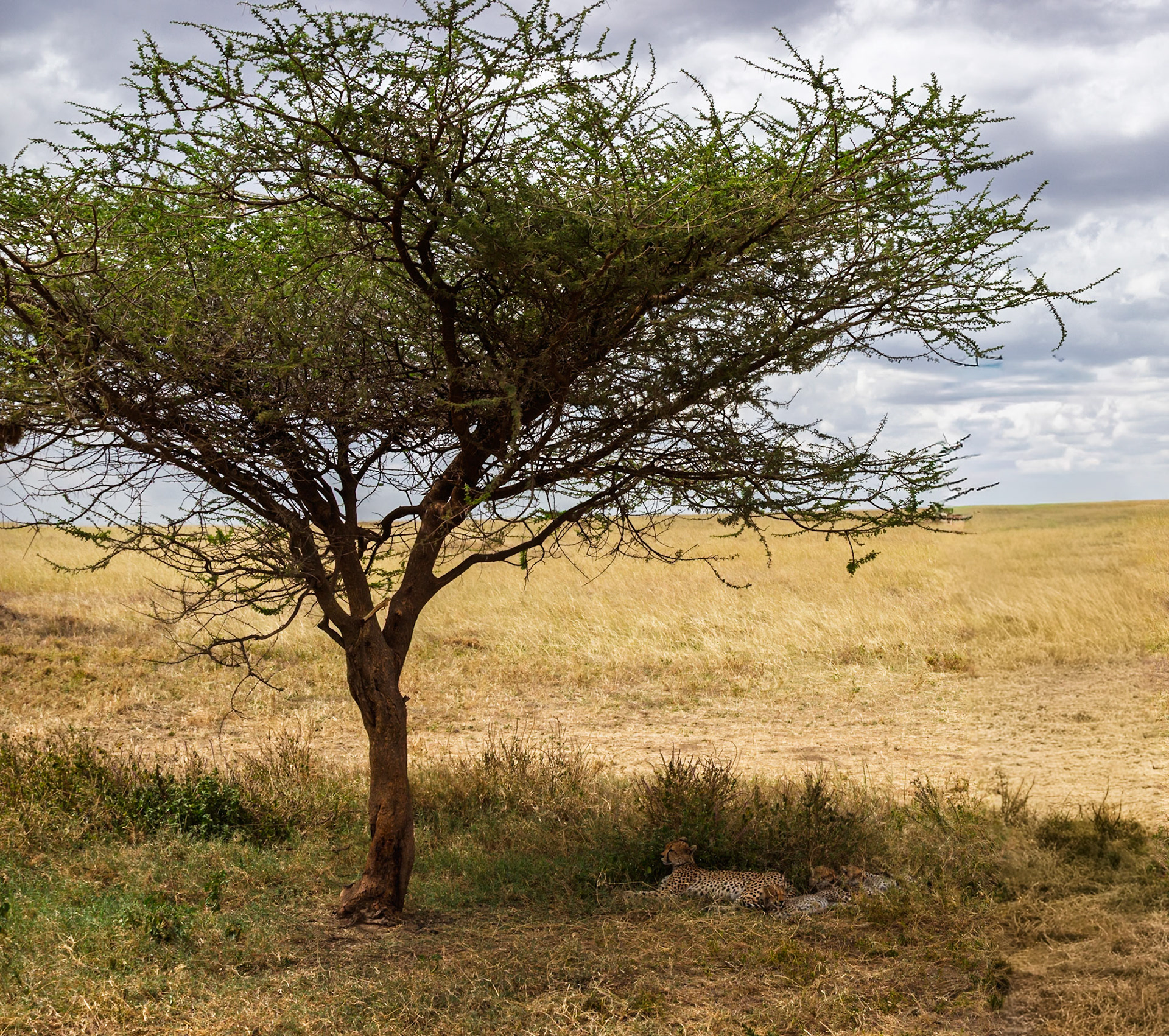 A cheetah and her cubs rest in the shade of a tree in Tanzania's Serengeti National Park, seeking respite from the heat.