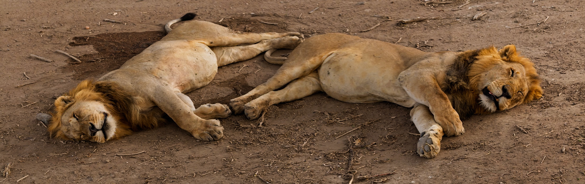 Two male lions are sleeping in Serengeti National Park, Tanzania. They are resting after a long day of hunting and protecting their territory.