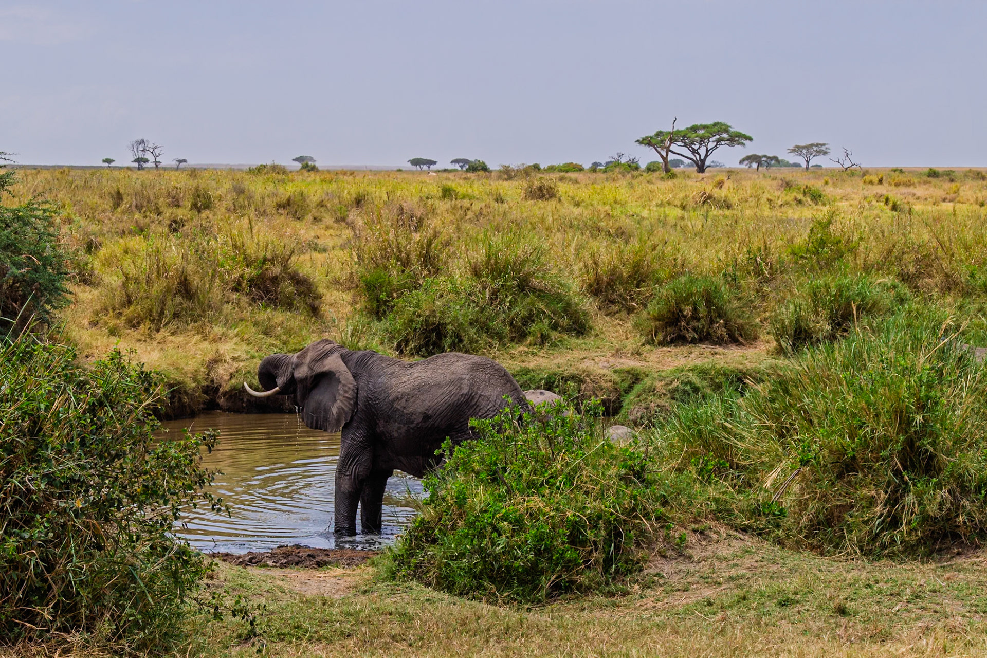 An elephant drinks water in Serengeti National Park, Tanzania. It's quenching its thirst in the African savanna.