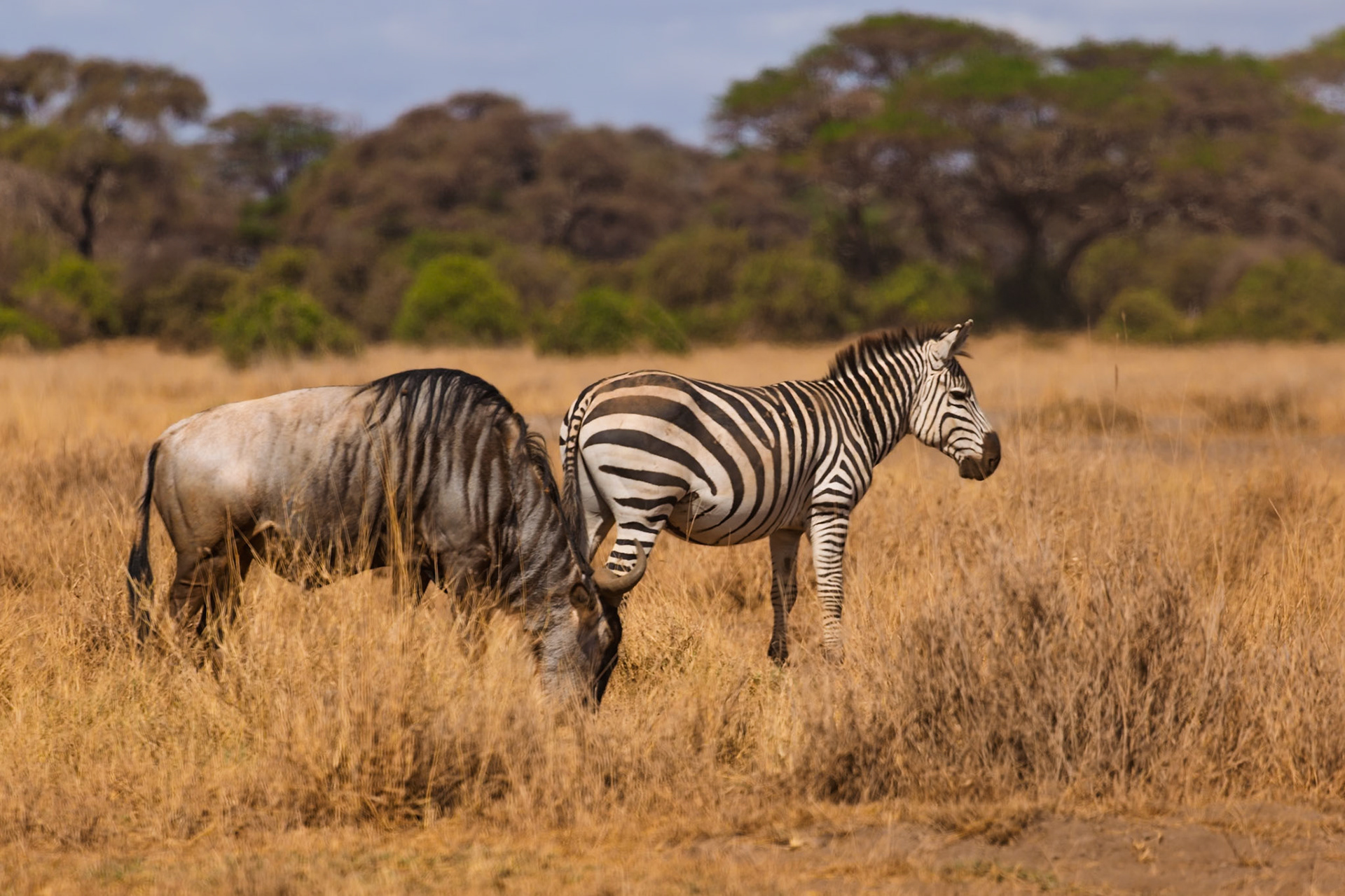 A zebra and wildebeest graze in Amboseli National Park, Kenya. They eat to survive in the African savanna.