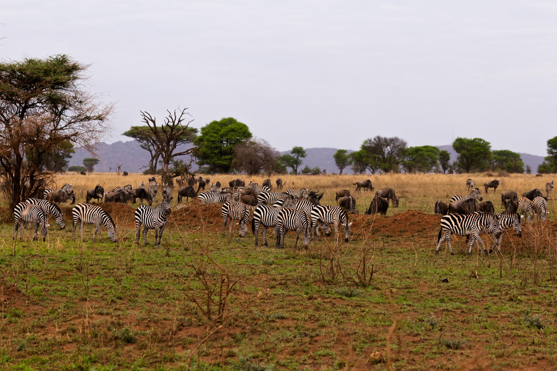 Zebras and wildebeest graze together in Serengeti National Park, Tanzania, showcasing the symbiotic relationships in the African savanna.