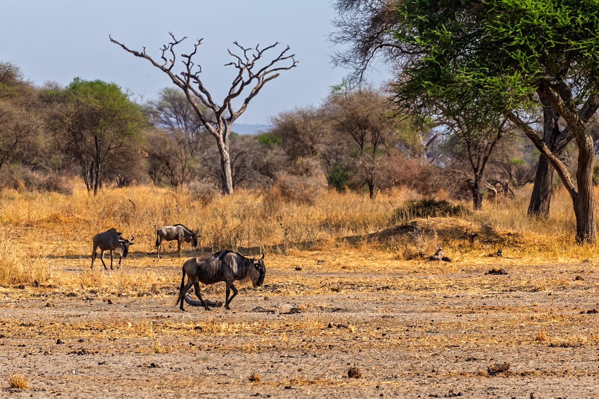 A small herd of Wildebeest graze in Tarangire National Park, Tanzania, seeking sustenance in the arid landscape.
