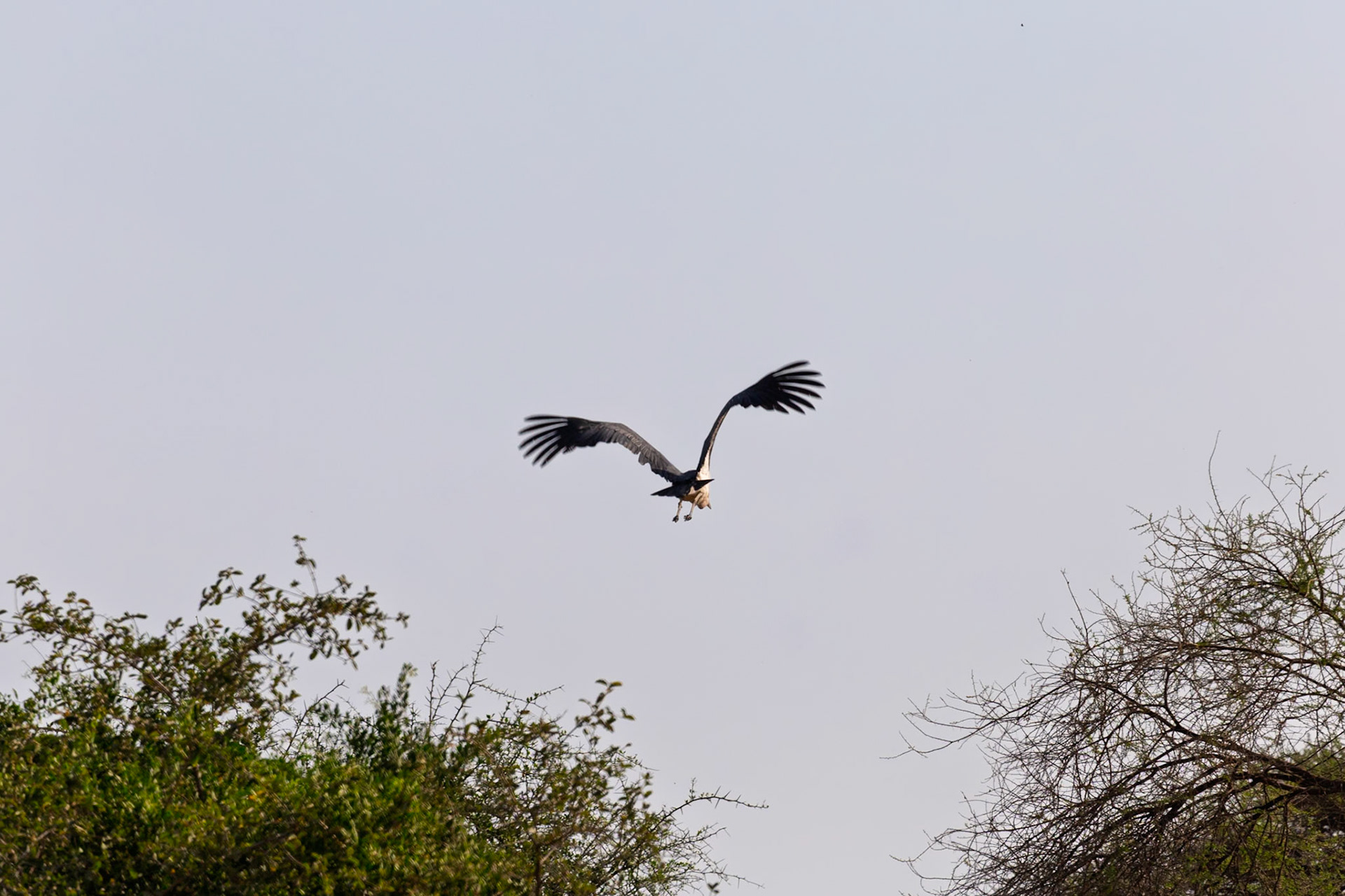 A martial eagle soars in Tarangire National Park, Tanzania. It's hunting for prey, showcasing its impressive wingspan and aerial skills.