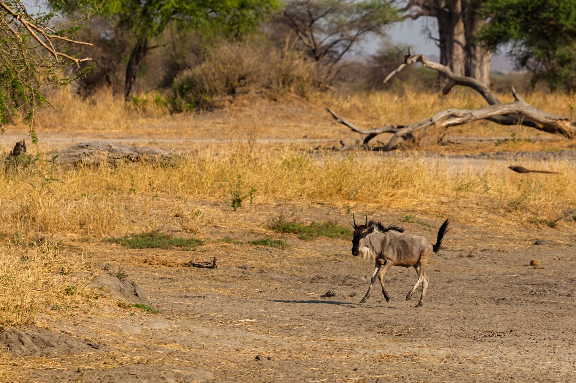 A wildebeest trots across the arid landscape of Tanzania's Tarangire National Park, seeking sustenance in the dry season.